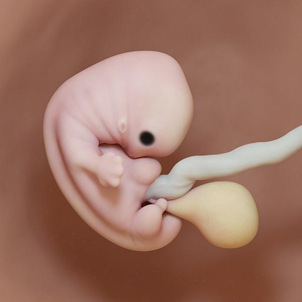 semana 7 de embarazo: ecografía cambios evolución bebé útero