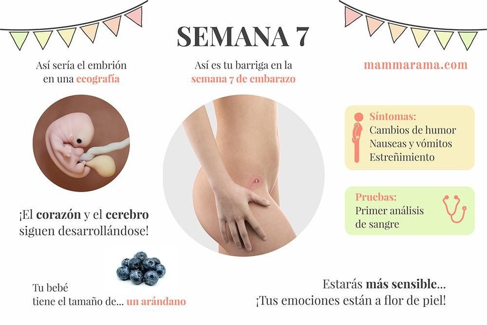semana 7 de embarazo: síntomas pruebas ecografía tamaño bebé barriga