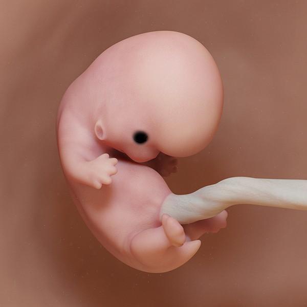 semana 8 de embarazo: ecografía cambios evolución bebé útero