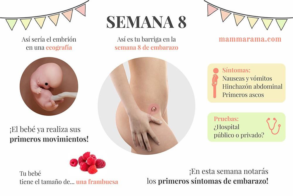 semana 8 de embarazo: síntomas pruebas ecografía tamaño bebé barriga
