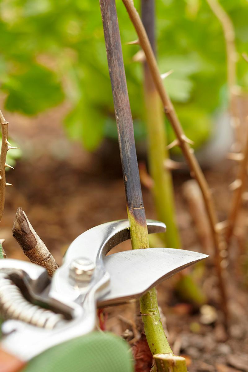 Consejos para cortar las rosas para que duren más | Plantas