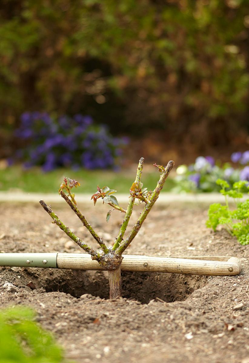 Consejos para cortar las rosas para que duren más | Plantas