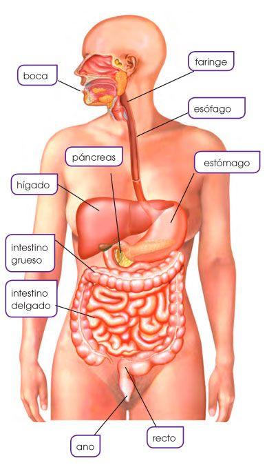 partes del sistema digestivo