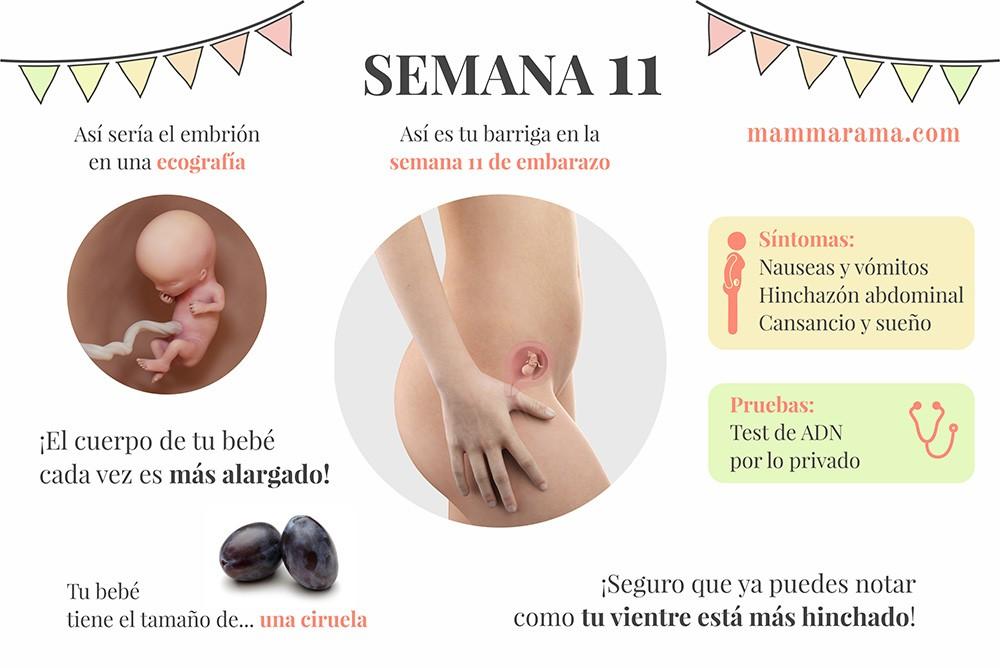 semana 11 de embarazo: síntomas pruebas ecografía tamaño bebé barriga