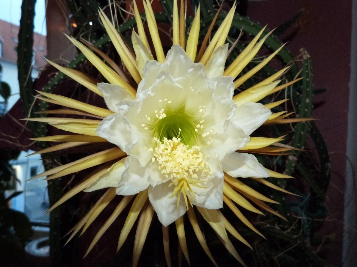 El Selenicereus grandiflorus es un cactus epífito