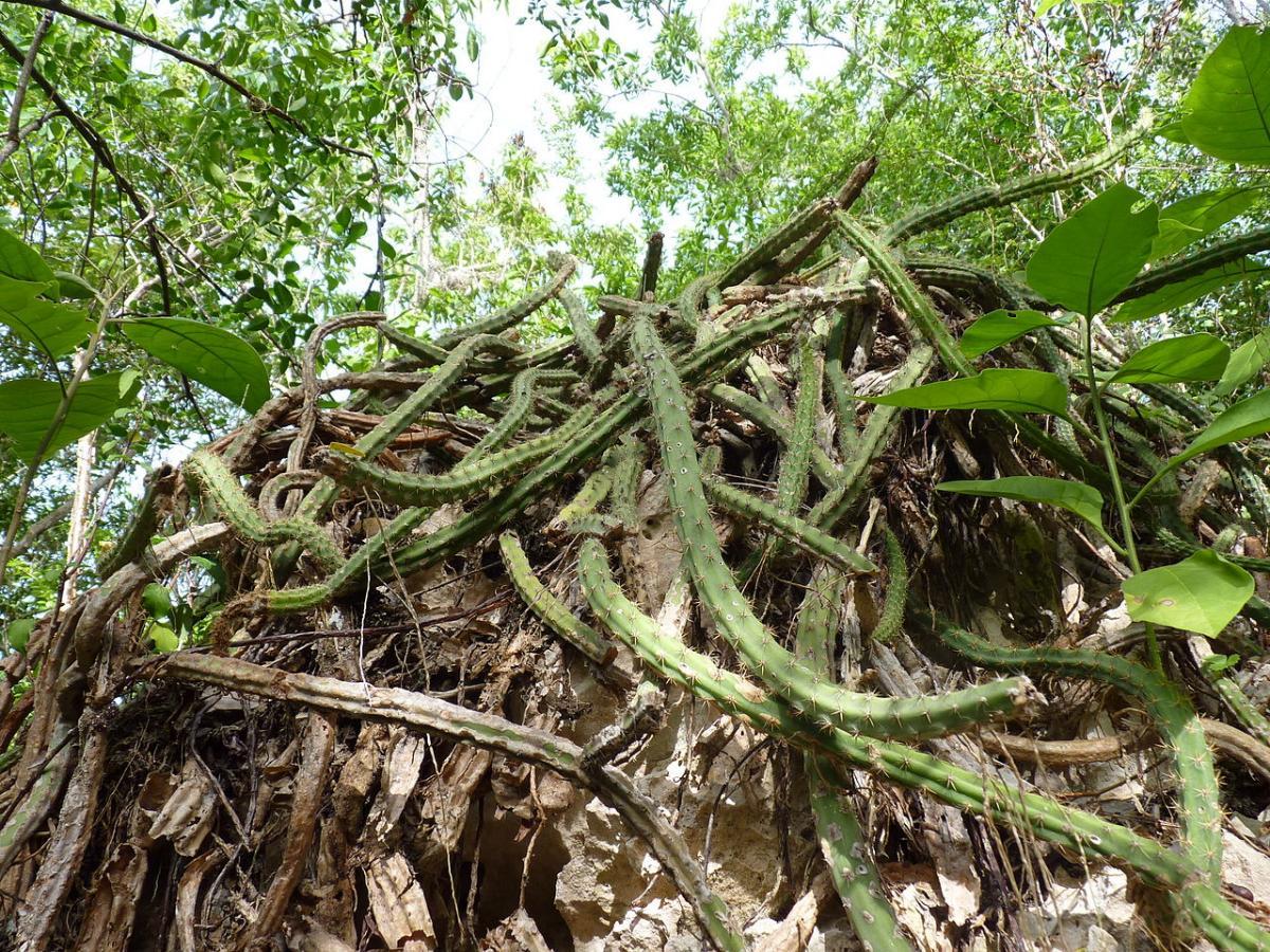 El Selenicereus grandiflorus es un cactus epífito