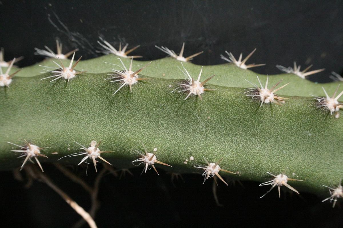 El tallo de selenicereus es espinoso
