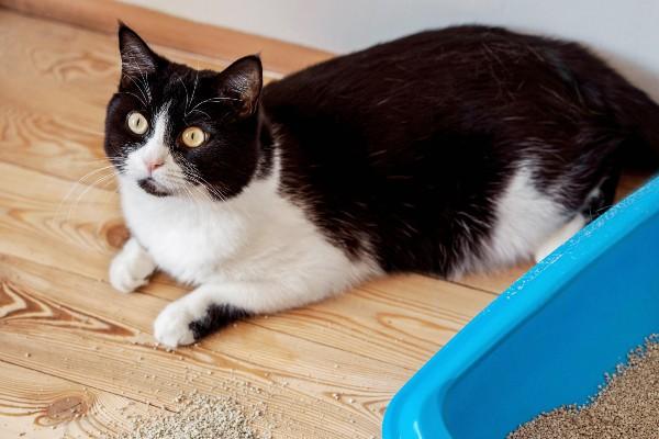 gato-aprende-a-usar-arenero