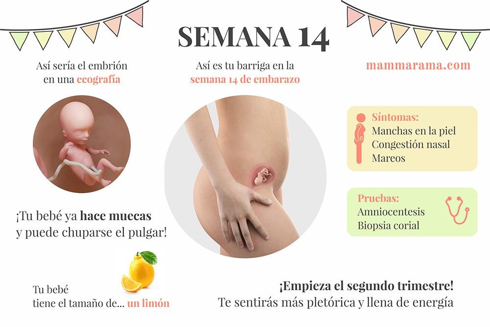 semana 14 de embarazo: síntomas pruebas ecografía tamaño bebé barriga