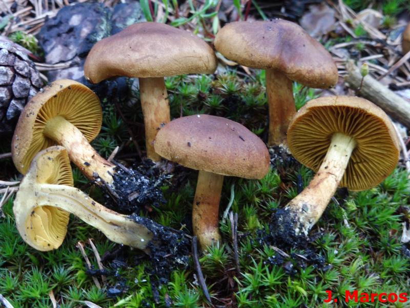 Cortinarius croceus. Crédito: Javier Marcos