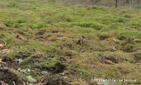 Huerta antes de arar, abonado en verde