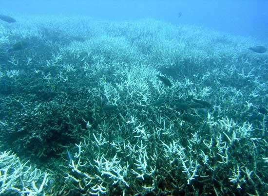 Corales blanqueados