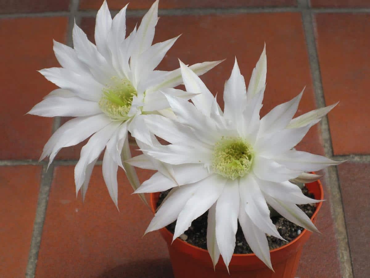 Las flores del Echinopsis subdenudata son blancas