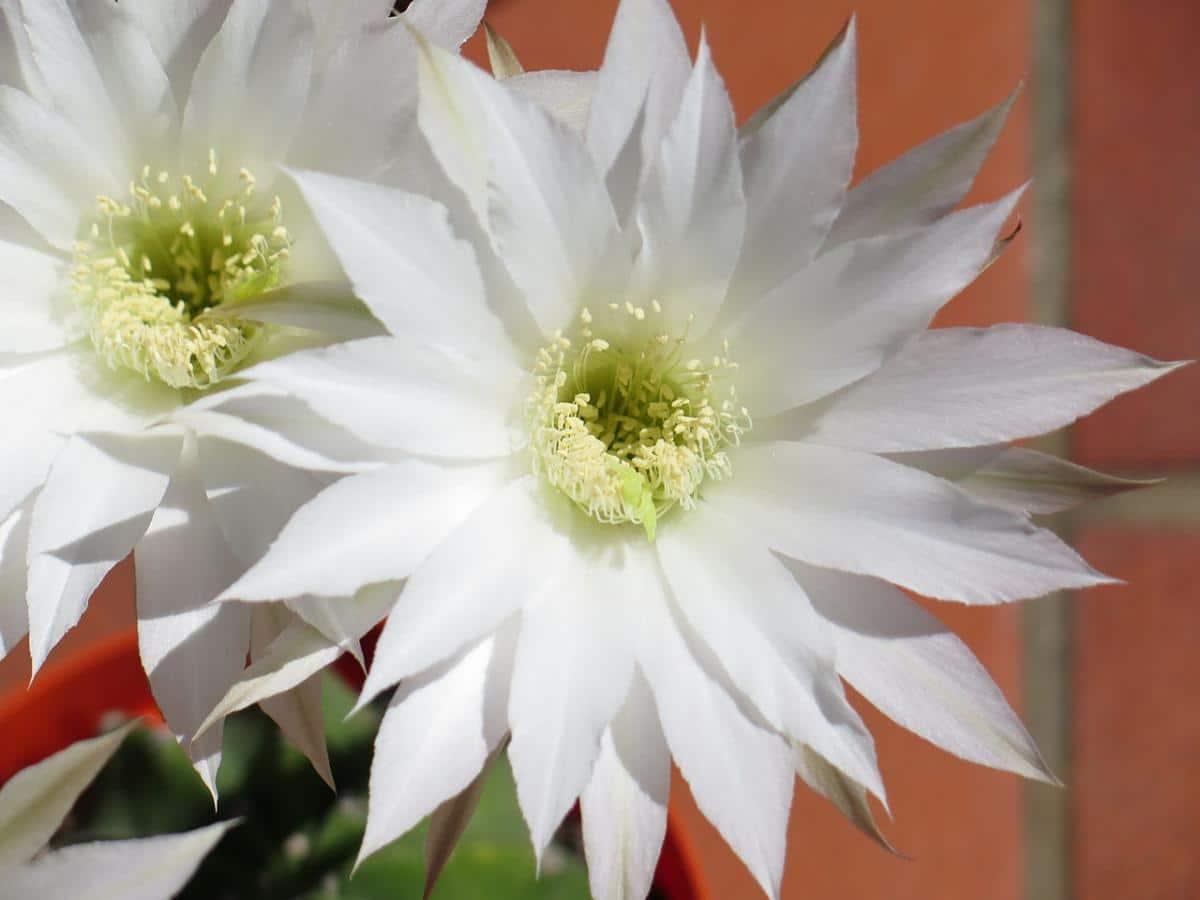 El Echinopsis subdenudata florece en primavera
