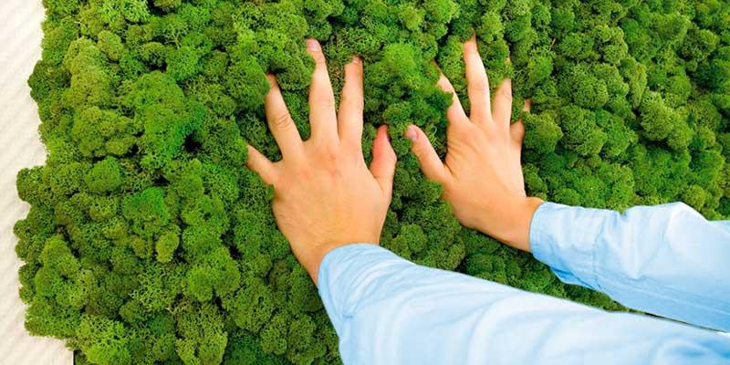 decoración natural con musgo