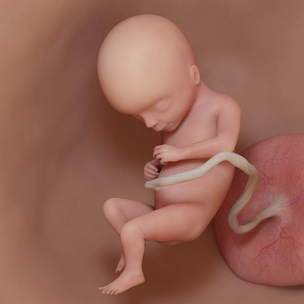 semana 17 de embarazo: ecografía cambios evolución bebé útero