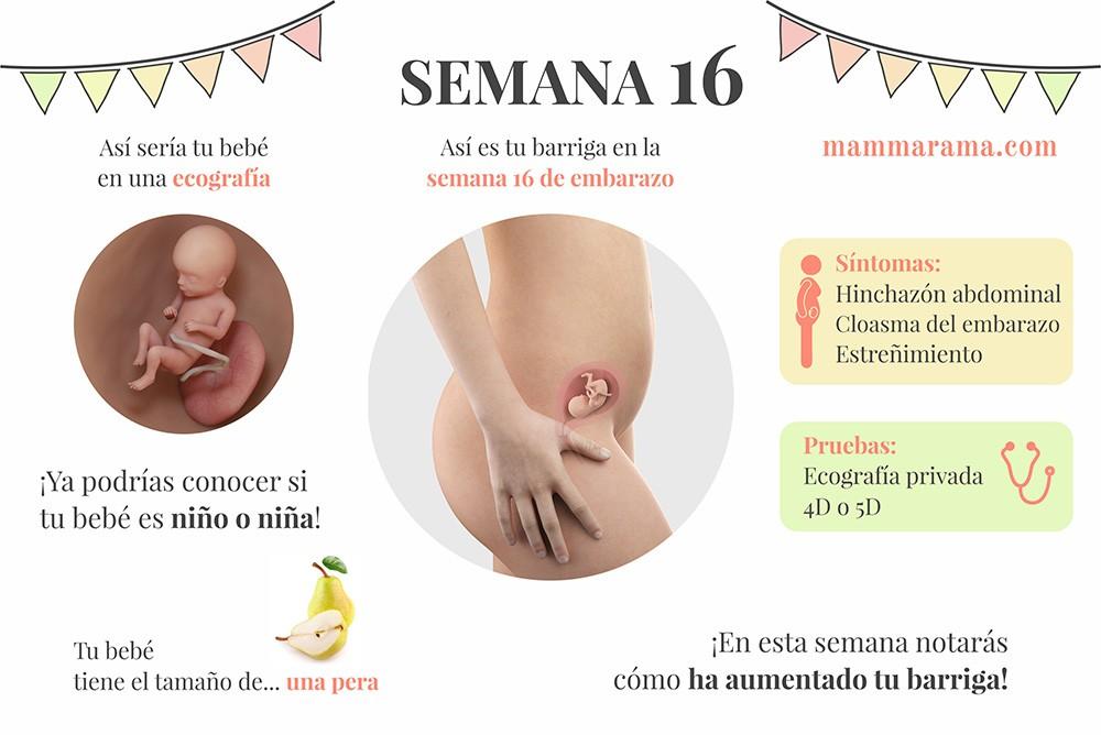 semana 16 de embarazo: síntomas pruebas ecografía tamaño bebé barriga