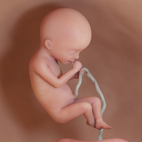 semana 20 de embarazo: ecografía cambios evolución bebé útero