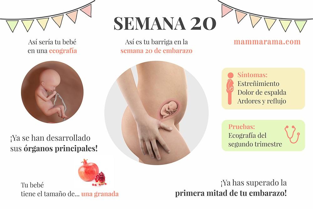 semana 20 de embarazo: síntomas pruebas ecografía tamaño bebé barriga