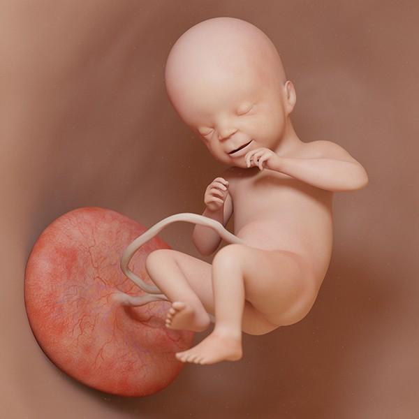 semana 21 de embarazo: ecografía cambios evolución bebé útero