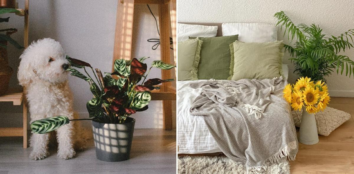 Plantas para decorar