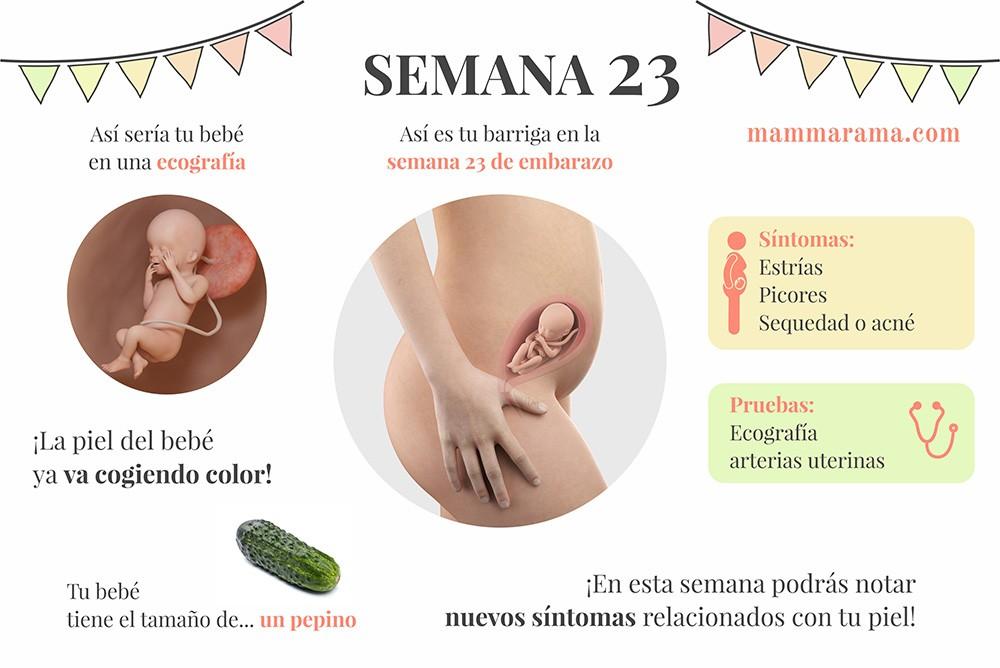 semana 23 de embarazo: síntomas pruebas ecografía tamaño bebé barriga