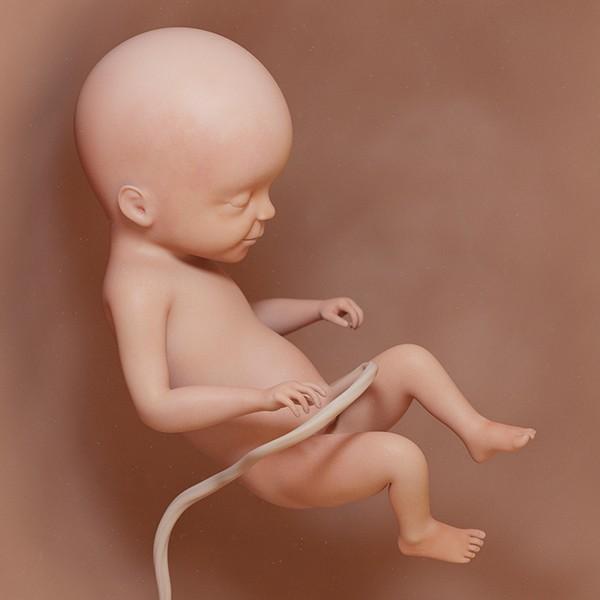 semana 22 de embarazo: ecografía cambios evolución bebé útero