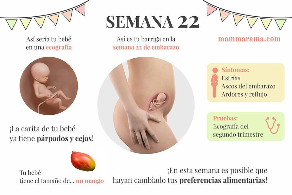 semana 22 de embarazo: síntomas pruebas ecografía tamaño bebé barriga