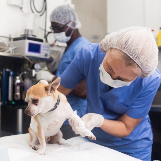 llevar de urgencia al perro al veterinario