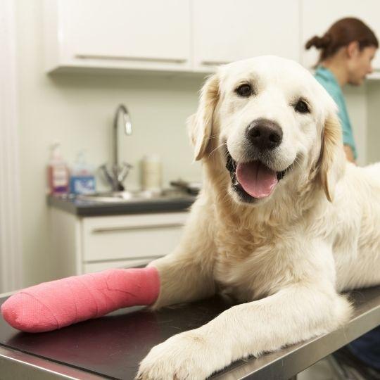 llevar de urgencia a tu perro al veterinario