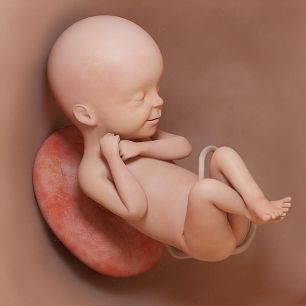 semana 24 de embarazo: ecografía cambios evolución bebé útero