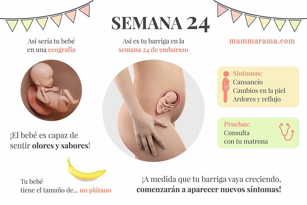 semana 24 de embarazo: síntomas pruebas ecografía tamaño bebé barriga