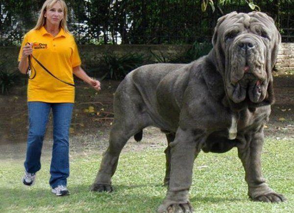 All the things we enjoy about the Patient Giant Mastiffs #mastiffrottweiler #mastiffsworldwide #mastiffdogs | Worlds biggest dog, Big dog breeds, Big dogs