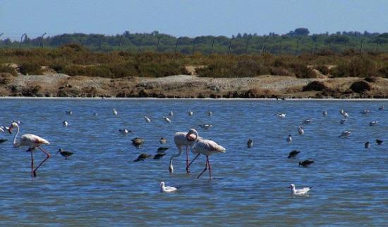 Aves asociadas a lagunas costeras