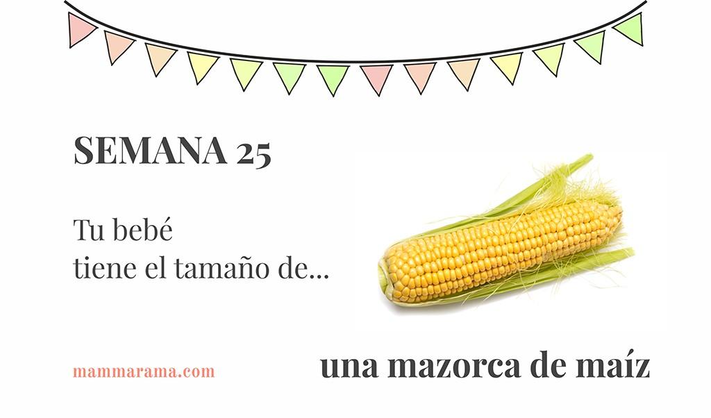 Semana 25 de embarazo: tu bebé tiene el tamaño de una mazorca de maíz