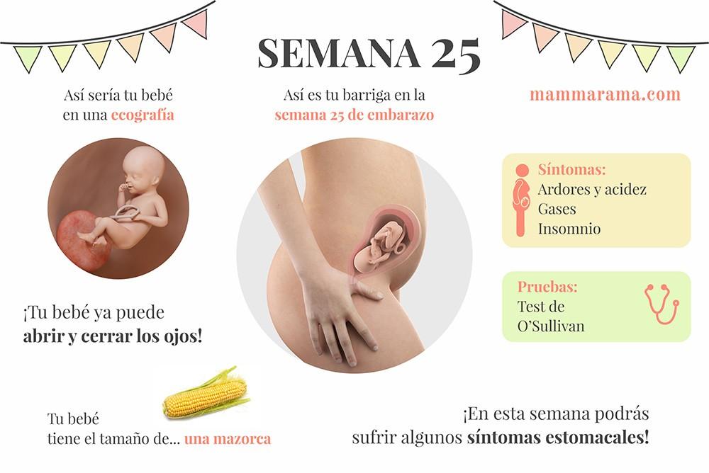 semana 25 de embarazo: síntomas pruebas ecografía tamaño bebé barriga