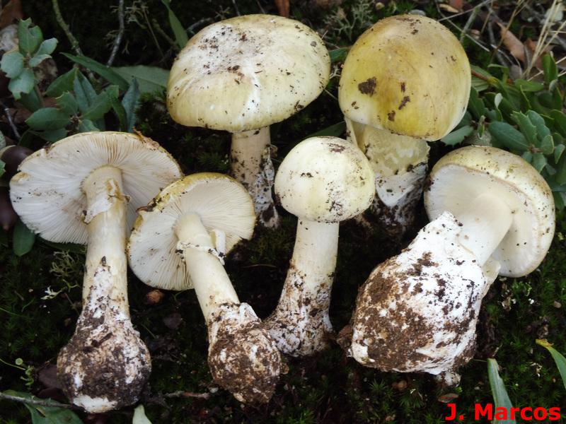 Amanita phalloides. Crédito: Javier Marcos
