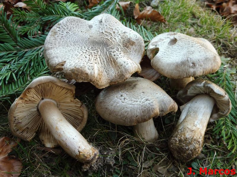 Tricholoma pardinum. Crédito Javier Marcos.