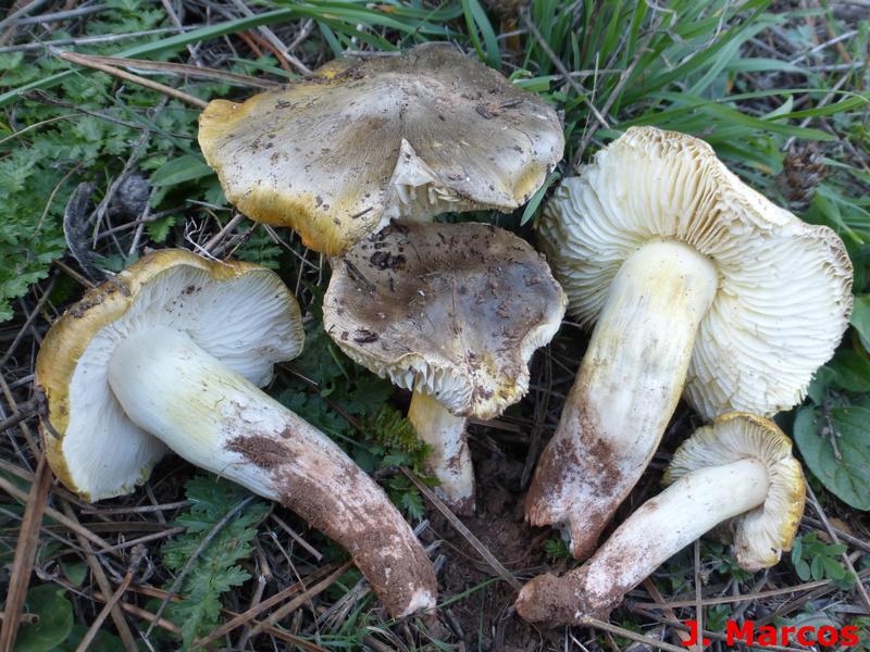 Tricholoma viridilutescens. Crédito Javier Marcos.