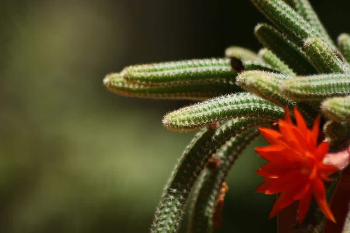 El Echinopsis chamaecereus produce flores rojas