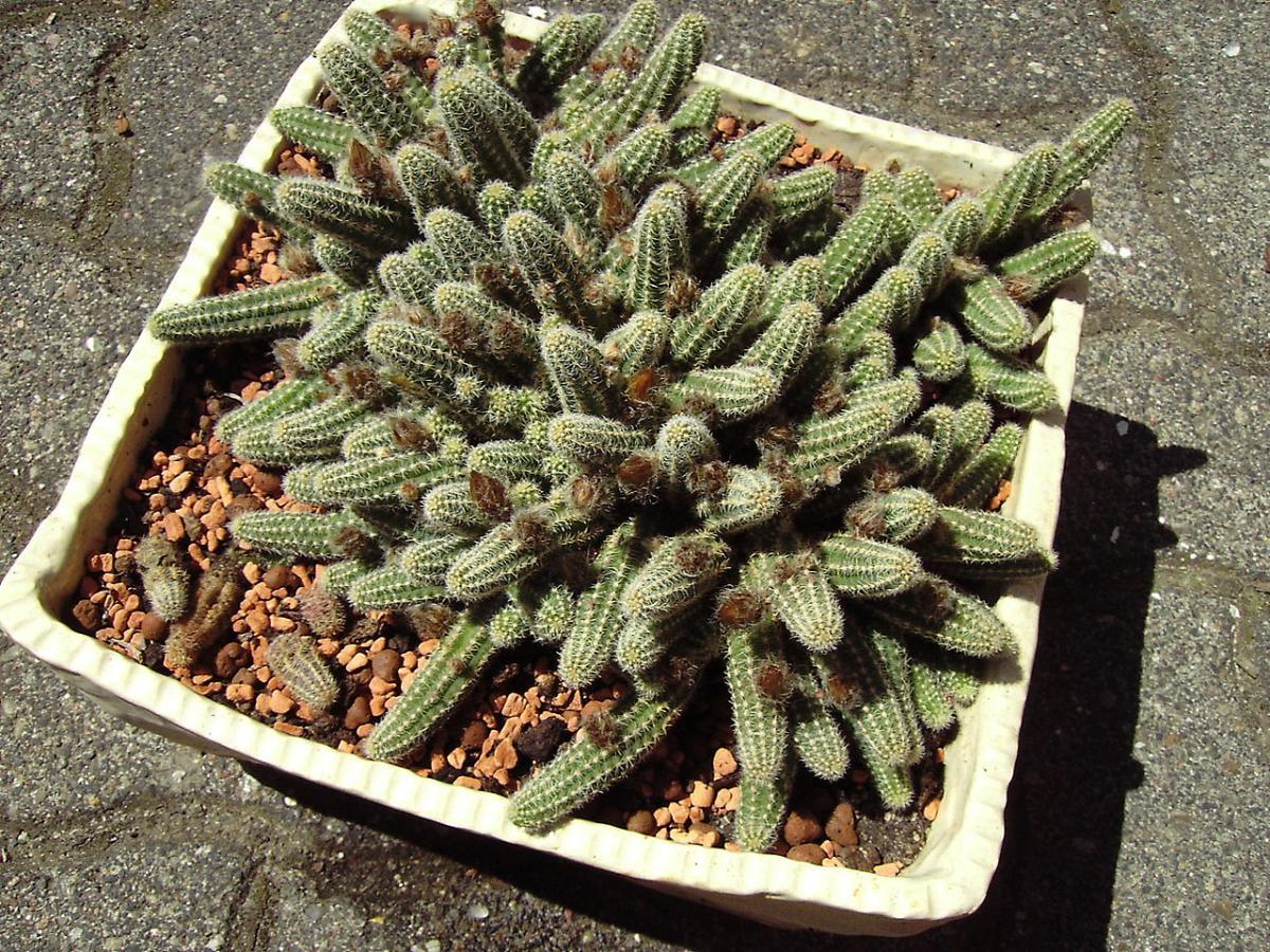El Echinopsis chamaecereus es un cactus colgante