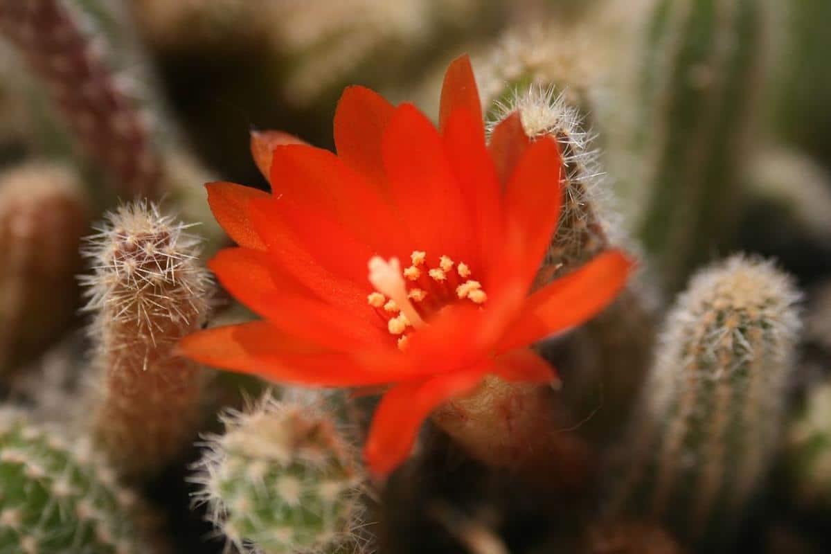 Las flores del Echinopsis chamaecereus son rojas
