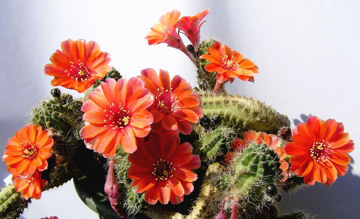 El Echinopsis chamacereus es un cactus con flores rojas