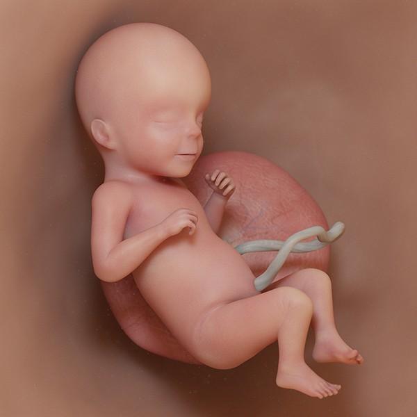 semana 26 de embarazo: ecografía cambios evolución bebé útero