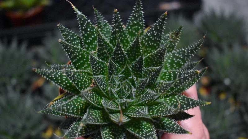 Plantar Aloe aristata