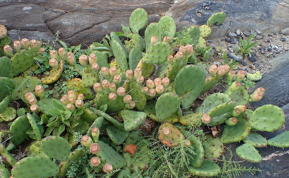La Opuntia humifusa es un cactus rastrero