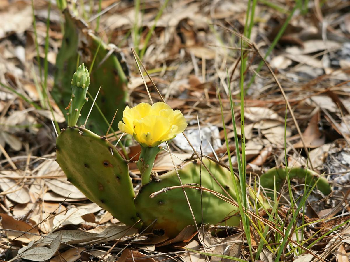 La Opuntia humifusa es un cactus de flores amarillas
