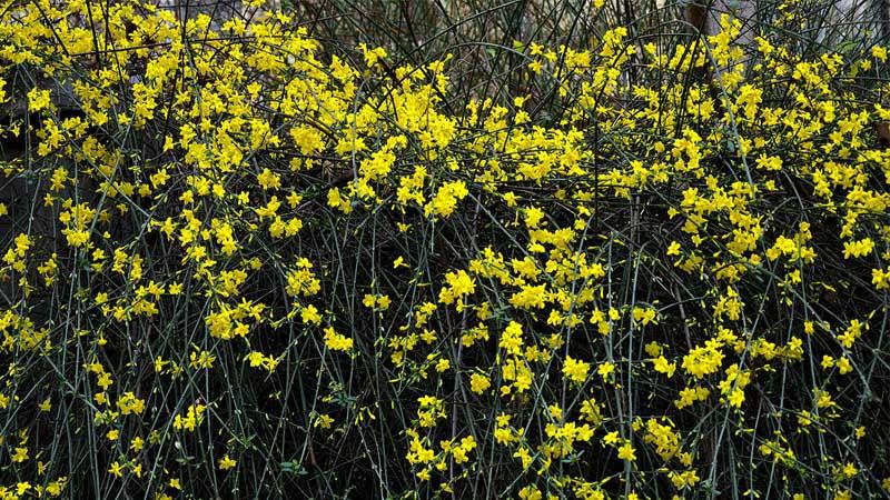Floración Jasminum nudiflorum