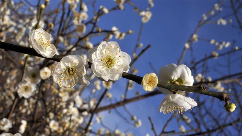 Albaricoque japonés Prunus mume