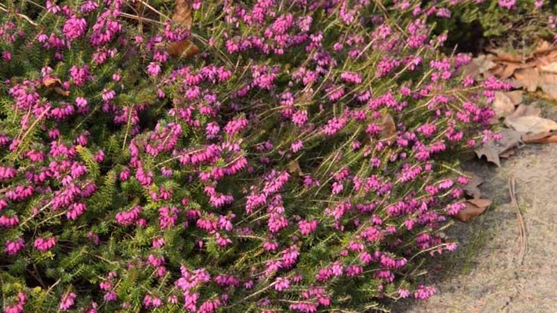 Brezo de invierno planta